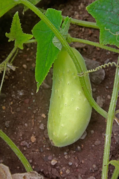 Cucumber, Cucumis sativus — Stock Photo, Image