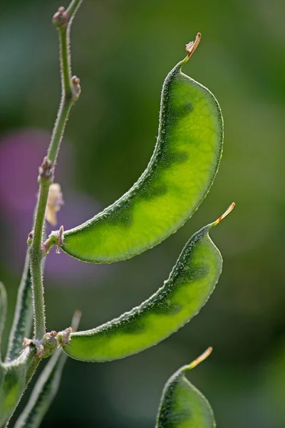 Lablab purpureus L., Pawata, Papilionaceae, Leguminosae, Papilio — Foto de Stock