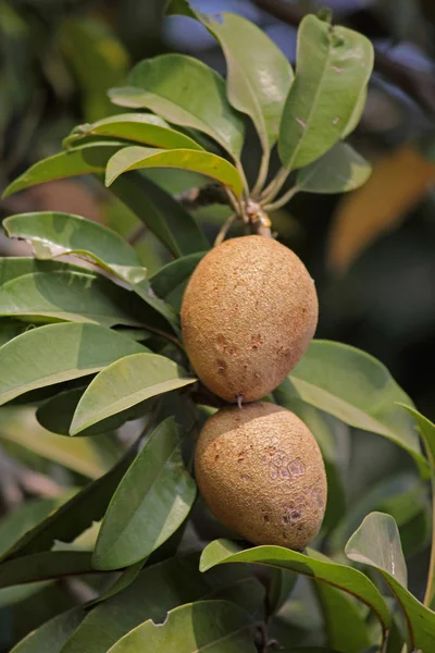 Chiku, Sapodilla, Achras sapota, Manilkara zapota, Naseberry — стокове фото