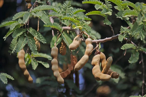 Tamarindo, Tamarindus Indica en el árbol — Foto de Stock