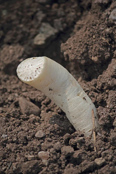 Green vegetable white radish raphanus sativus growing in field, — Stock Photo, Image