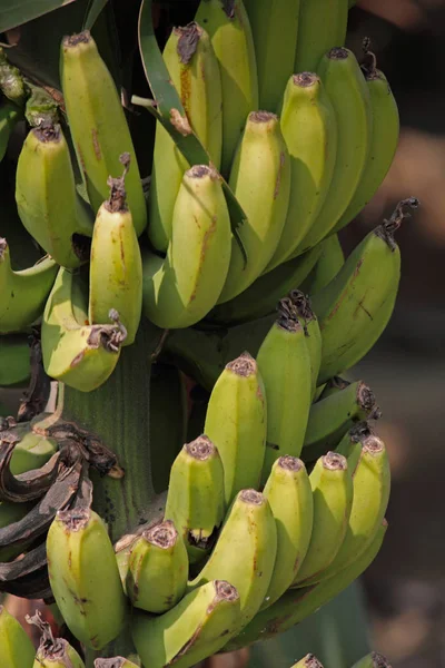 Grön banan, banan, Musa X Paradisiaca L, Indien — Stockfoto