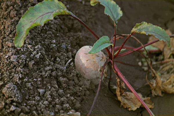 Beterrabas Beta vulgaris em campo, Maharashtra, Índia — Fotografia de Stock