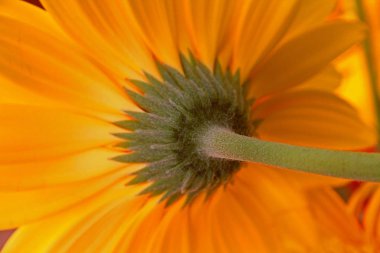 Gerbera 'nın yakın çekimi.