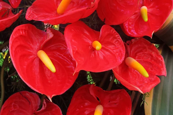 Flor de flamenco, Flor de cola, Paleta de pintor, Anthurium andra — Foto de Stock