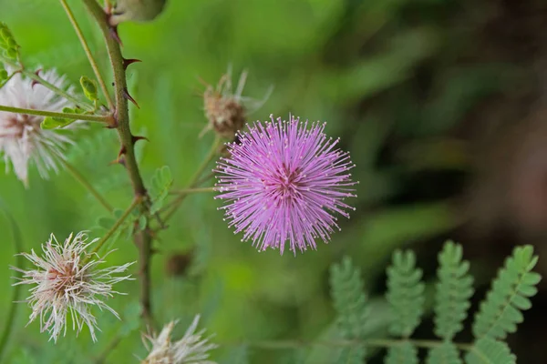 Hooked Mimosa，Mimosa hamata，印度 — 图库照片