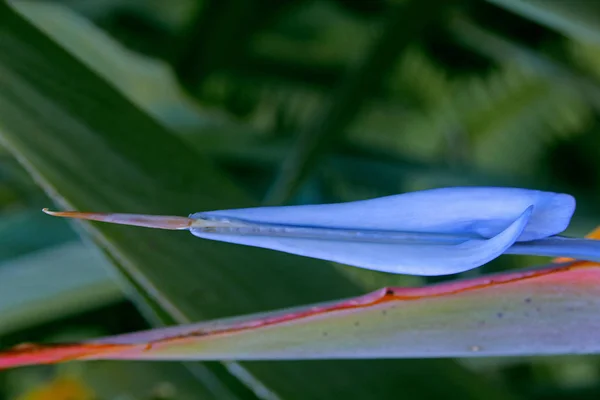 Paradicsommadár, darázsvirág, Strelitzia reginae — Stock Fotó