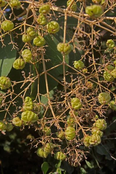 Seeds of Teak, Tectona grandis — стоковое фото