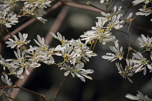 Sneeuw Bush, Pascuita, Sneeuwen van Kilimanjaro, Witte kleine blad Poin — Stockfoto