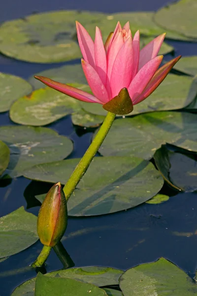 Roze water lelie, roze Lotus, Nymphaea pubescens — Stockfoto
