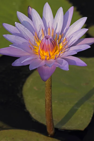 Blauwe waterlelie, Blauwe lotus van India, Nymphaea nouchali — Stockfoto