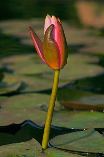 Różowa lilia wodna, Różowy Lotos, Nymphaea pubescens — Zdjęcie stockowe