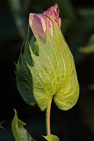 Cotton, Gossypium arboreum, India — Stock Photo, Image