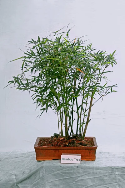Bambu ağacının Bonsai Ağacı, Hindistan