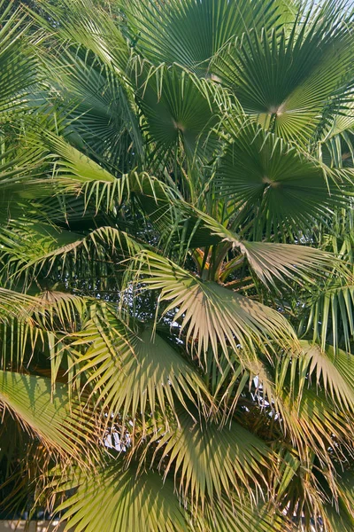 Chiński wentylator Palm, fontanna Palm, Livistona chinensis — Zdjęcie stockowe