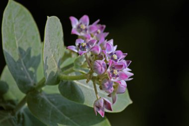 Lastik bush, elma Sodom, Calotropis procera