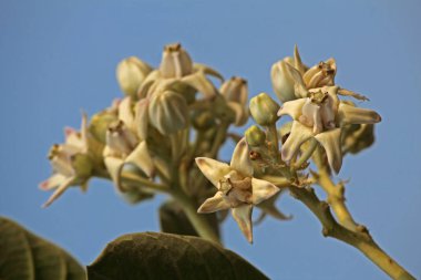 Crown Flower, Calotropis dev çayı    