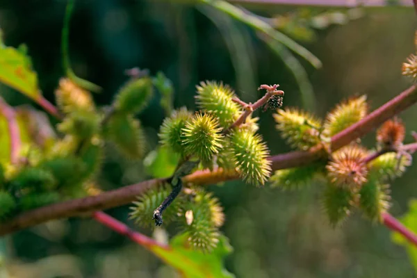 Vruchten van Noogoora burr, Xanthium occidentale — Stockfoto