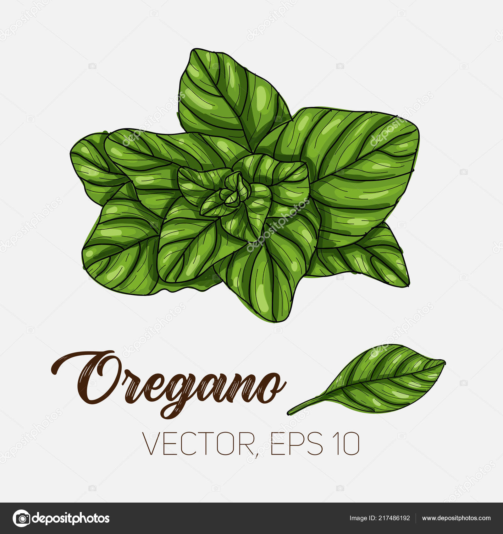 Download Oregano Culinary Herb Spices Isolated On White Background Card Template For Book Cover Package Label Banner Stock Vector C Mialapi 217486192 Yellowimages Mockups