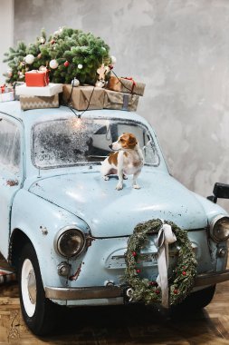 Küçük beagle köpek Noel ve yeni yıl tatilleri için dekore edilmiş çatıda retro arabayla sunar mavi başlık üzerinde oturur