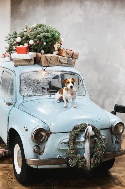 Küçük beagle köpek Noel ve yeni yıl tatilleri için dekore edilmiş çatıda retro arabayla sunar mavi başlık üzerinde oturur