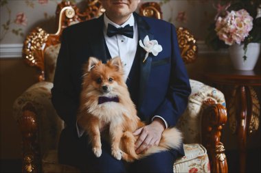 Papyon pomeranian küçük köpek damat dizlerinin üzerine oturur