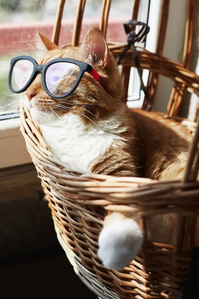 Lindo gato jengibre con gafas, sentado en una canasta y descansando en el sol — Foto de Stock