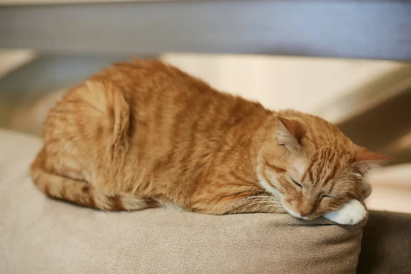 Um gato de gengibre bonito dorme no topo do sofá — Fotografia de Stock