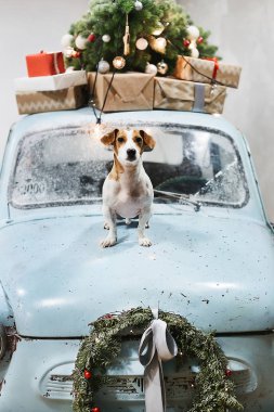 Küçük ve sevimli Jack Russell Terrier köpek çatısında Noel hediyeleri ile mavi retro araba kaputunda oturur. Klasik retro araba Noel ve Yeni Yıl tatilleri için dekore