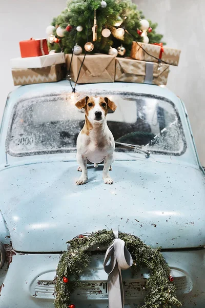 Pequeno e bonito Jack Russell Terrier cão senta-se no capô do carro retro azul com presentes de Natal no telhado. Carro retro clássico decorado para férias de Natal e Ano Novo — Fotografia de Stock