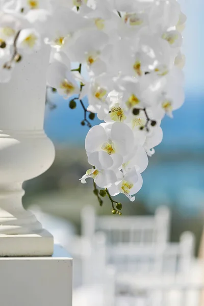 Schöne weiße Phalaenopsis Orchideenblüten in weißen antiken Vase im Freien im Sommer Tag. tropische Blume, Zweig einer Orchidee aus nächster Nähe. weiße Orchidee Hintergrund — Stockfoto