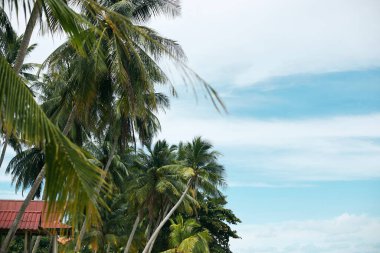 Deniz kıyısında tropik hindistan cevizi palmiyeleri ve mavi gökyüzü manzarası. Yaz zamanı.