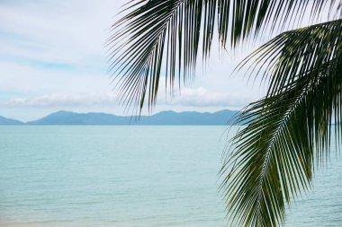 Arka planda tropik palmiye yaprakları, okyanus ve tropikal ada var. Yaz ve tatil konsepti