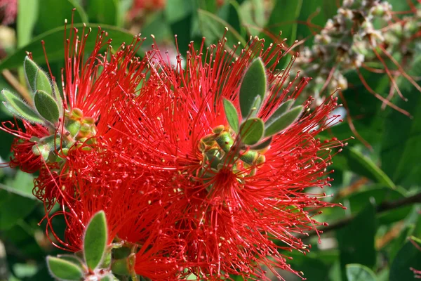 Callistemon Citrinus Blomma Närbild — Stockfoto