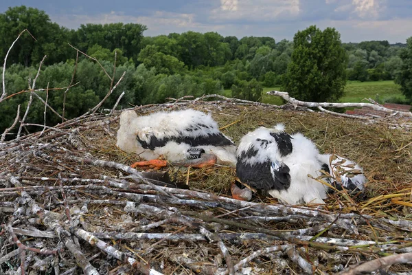 Jeunes Cigognes Dans Nid — Photo