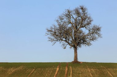 Ağaç, ağaç, yapraksız