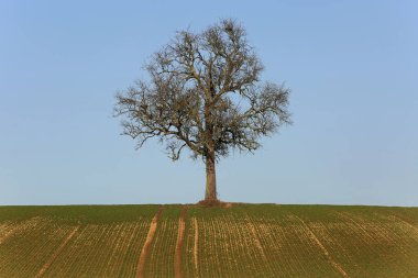 Ağaç, ağaç, yapraksız
