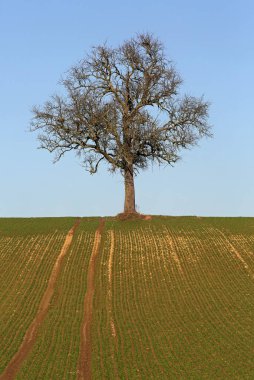 Ağaç, ağaç, yapraksız