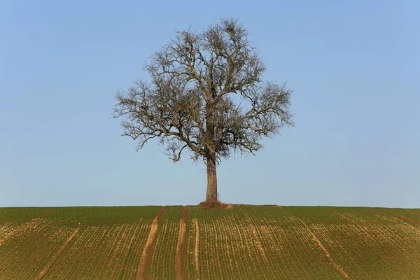 Ağaç, ağaç, yapraksız