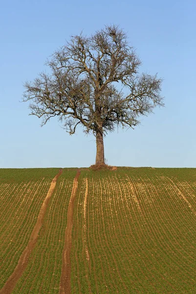 Ağaç, ağaç, yapraksız