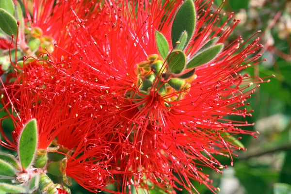 Callistemon Citrinus Blomma Närbild — Stockfoto