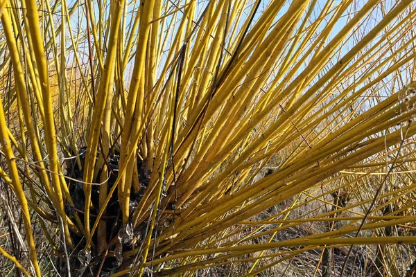 Basket Willows Osier Closeup — Stock Photo, Image