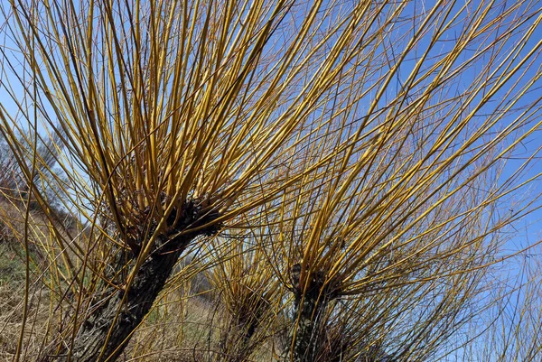 Basket Willows Osier Closeup — Stock Photo, Image