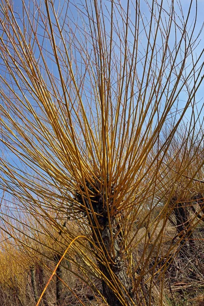 Paniers Saules Osier Gros Plan — Photo