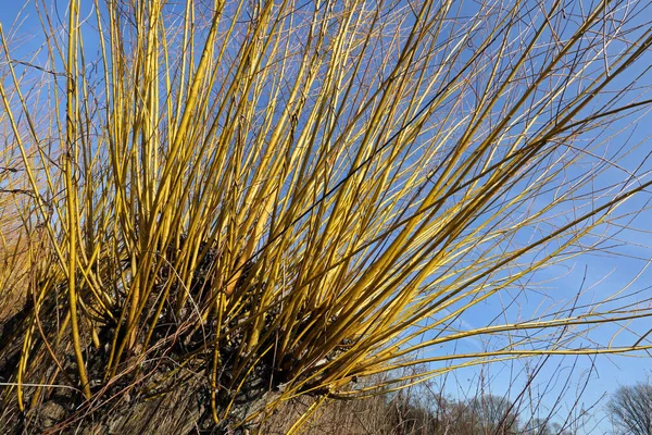 Basket Willows Osier Closeup — Stock Photo, Image