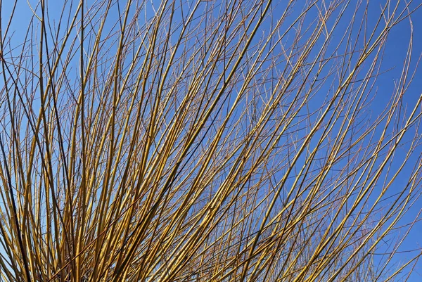 Basket Willows Osier Closeup — Stock Photo, Image