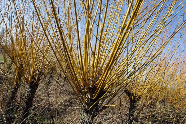 Basket Willows Osier Closeup — Stock Photo, Image