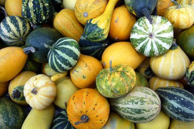 Bir sürü balkabağı, balkabağı, yakın plan