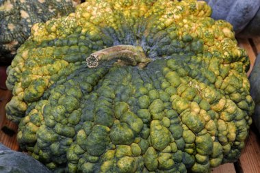 Misk kabağı, balkabağı, yakın plan