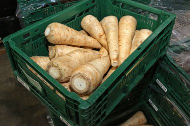 Maydanoz kökü, sebze, yakın plan.